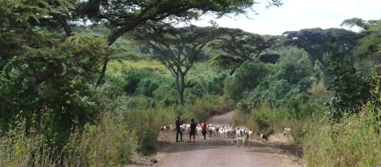Massai sind ein Hirtenvolk. Der Regen- und Trockenzeit folgend, treiben sie ihre  Herden in unterschiedliche Weidegründe. Viele leiden unter der Verkleinerung dieser Gebiete und unter der anhaltenden Dürre Massai mit Ziegenherde auf einem Weg durch lichten Wald