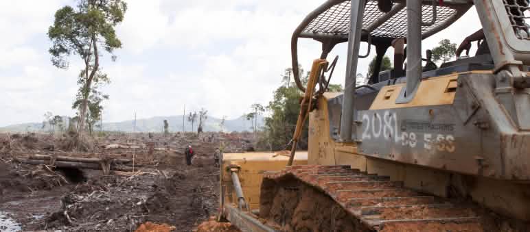 Regenwaldrodung für Ölpalmplantagen auf Borneo, Indonesien Bulldozer rodet Regenwald