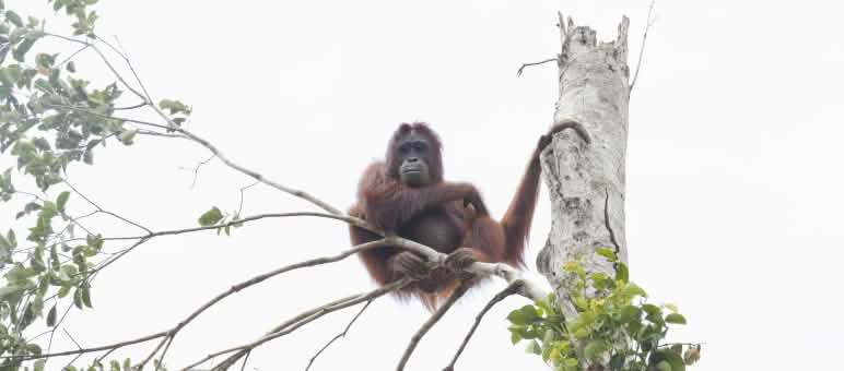 Durch die Vernichtung von Regenwäldern verlieren auch Orang-Utans ihren Lebensraum Orang-Utan in Baum