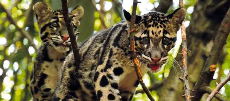 Die seltenen Sunda-Nebelparder leben nur auf Borneo und Sumatra Nebelparder-Baum