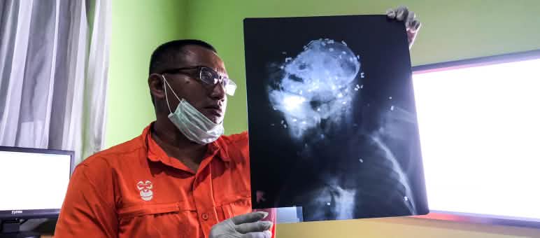 Grausamer Fund: 130 Kugeln im Körper eines Orang-Utan Orang-Utan von 130 Kugeln durchsiebt
