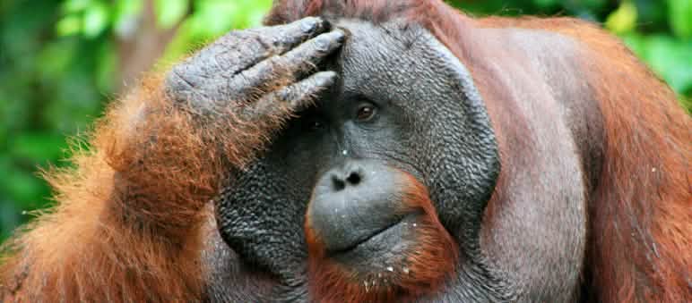 Einer der letzten Borneo-Orang-Utans Ein männlicher Orang-Utan fasst sich an den Kopf und blickt nachdenklich in die Ferne