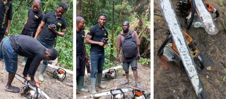 Neu aufgestellte Gruppen von Eco-Guards haben Holzfäller aufgespürt Eco-Guards beschlagnahmen Motorsägen