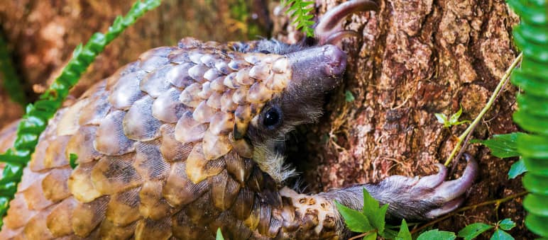 Das Pangolin ist das am meisten geschmuggelte Säugetier der Welt Pangolin