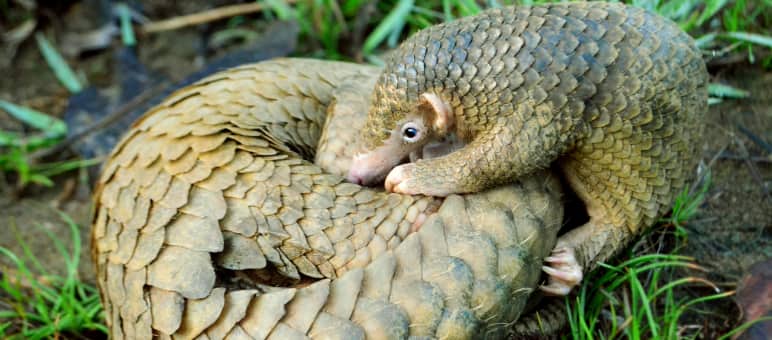 Pangoline werden gejagt, obwohl sie in Asien fast ausgestorben sind Junger Pangolin beugt sich über seine Mutter, die aufgerollt auf dem Waldboden liegt