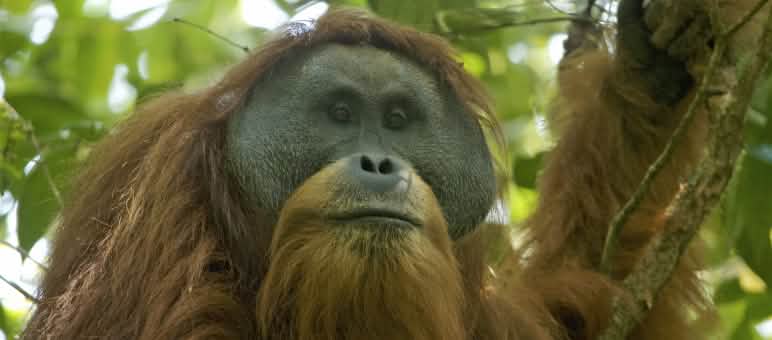 Einer von nur 800 - ein Tapanuli-Orang-Utan im Wald von Batang Toru Pongo tapaluniensis