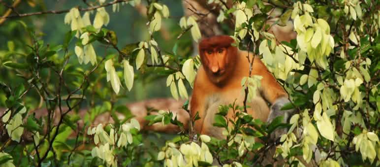.... in die Freiheit der Baumkronen! Nasenaffe im Baum