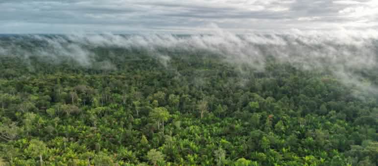 Lebensquelle der indigenen Papuas, Schatztruhe der Biodiversität, Hoffnungsschimmer für das Klima - der Regenwald in Boven Digoel Wolken und Nebel über Urwald