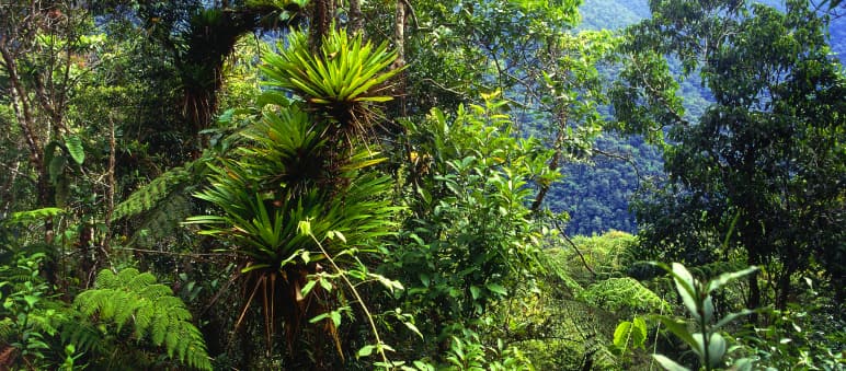 Regenwald in Bolivien. Das Land ist Heimat von 17.000 Pflanzenarten Regenwald, Tipuani