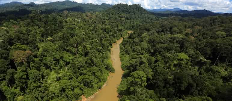 Borneos Regenwälder gehören zu den artenreichsten Lebensräumen der Erde – noch. Ein Fluss im Regenwald von Borneo von oben