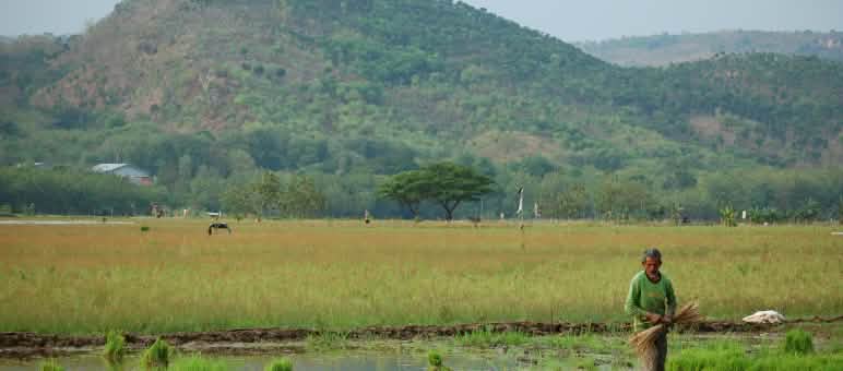 Das Kendeng-Karstgebirge ist überlebenswichtig für die sanfte Landwirtschaft der „Freundlich Gesinnten" eine Bäuerin auf einem Reisfeld am Fuß eines Berges