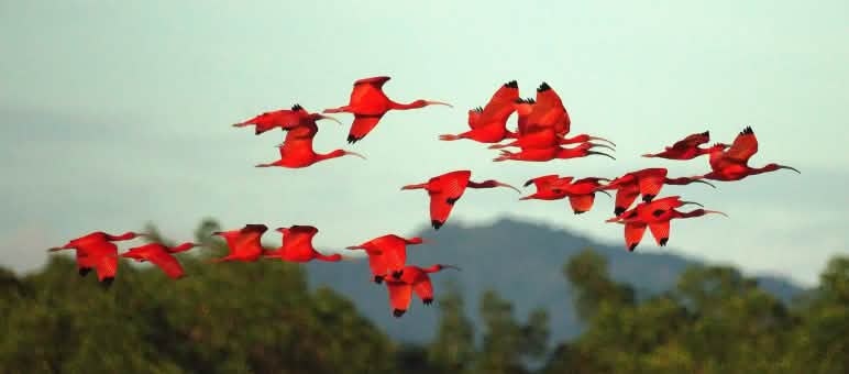 Auf der geschützten Tropeninsel Cajual, wo der Exporthafen entstehen soll, haben die in Brasilien bedrohten Scharlachsichler eine wichtige Brutkolonie Eine Gruppe Scharlachsichler im Flug