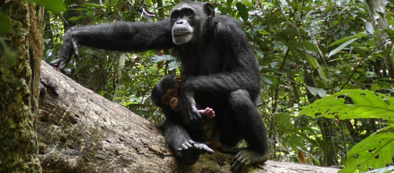 Liberias Wälder sind Heimat von Schimpansen - und Objekt der Kohlenstoff-Händler Schimpansen-im-Sapo-Nationalpark