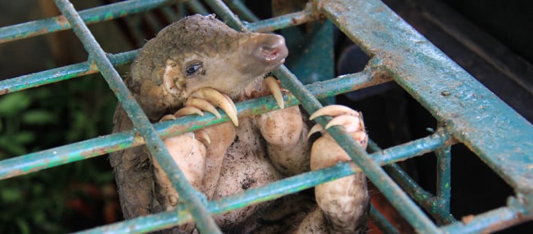 Kein Säugetier wird häufiger geschmuggelt als das Pangolin. Auch auf Wildtiermärkten wird das Schuppentier verkauft, dessen Fleisch als Delikatesse gilt. Schuppentier in einem Käfig im Riau Natural Resource Conservation Centre, Indonesien.