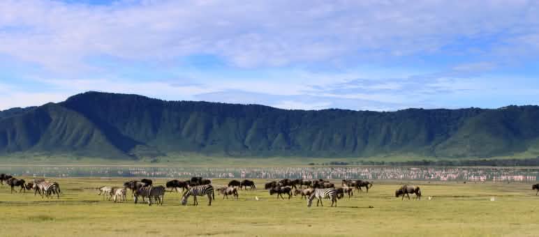 Die großen Tierwanderungen in der Serengeti führen auch durch den Ngorongoro Krater. So sieht man dort Gnus und Zebras (Foto), Büffel und Antilopen Tierwanderung durch den Ngorongoro Krater