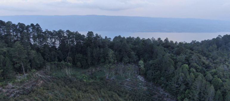 Der Wald der Indigenen von Sihaporas ist wunderschön ... Blick über Wald auf einen See