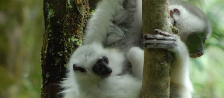 Vom Aussterben bedroht: Seidensifakas 3 Seidensifaka horizontal am Baumstamm