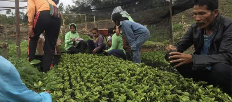 Kaffee aus Sumatra war einst berühmt. Das Dorf Simenakhenak belebt alte Anbaumethoden wieder neu. Menschen pflegen Kaffee-Setzlinge