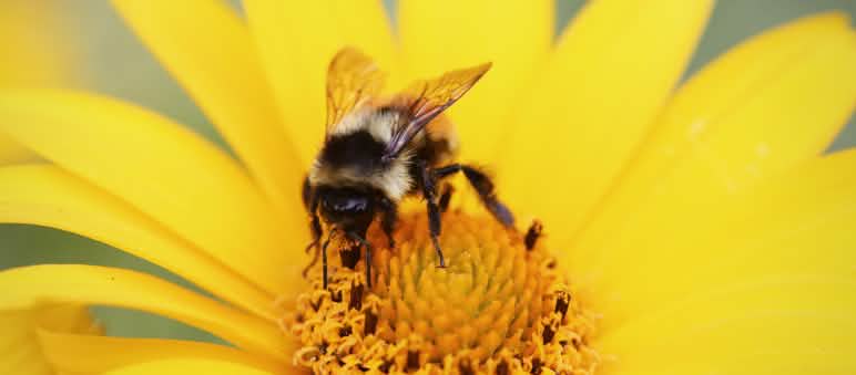 Neonicotinoide bedrohen nicht nur Honigbienen, sondern alle Insekten, darunter auch Hummeln Eine Hummel bestäubt eine Blüte.
