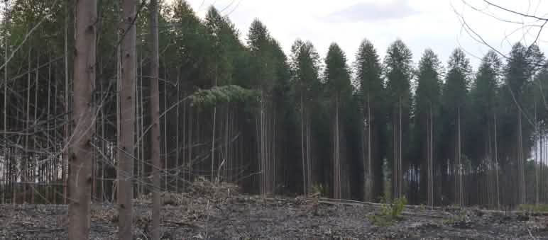 ... doch für Papier und Zellstoff wird die Landschaft zerstört. Eukalyptus-Plantage, vorne Kahlschlag