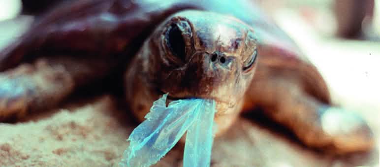 Viele Meeresvögel verenden qualvoll an verschluckten Plastik- und Müllteilen Schildkröte frisst Plastik