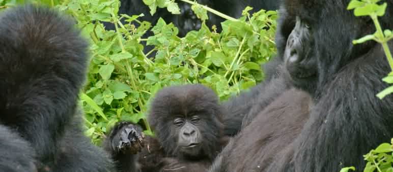 Gorillas im Virunga Nationalpark Gorillas im Virunga Nationalpark