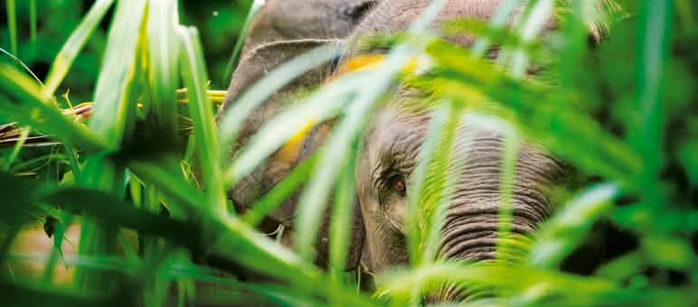 Sie leben im dichten Tiefland-Dschungel, gehen in der Abenddämmerung kilometerweit auf Nahrungssuche, vertilgen täglich 150 Kilo Grünzeug Sumatras Waldelefant Gebüsch