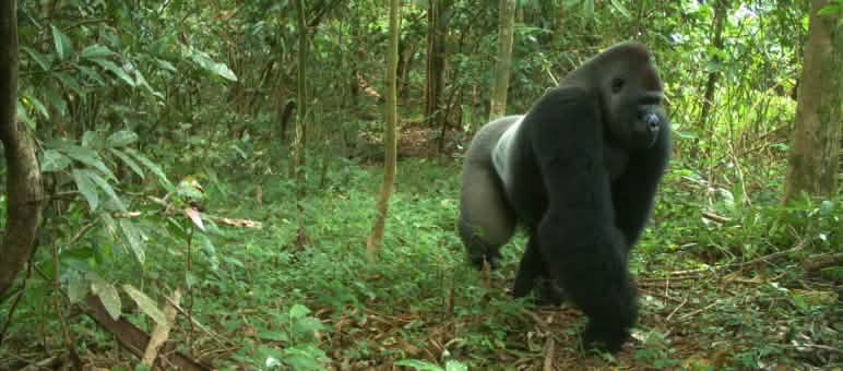 Der Cross River Gorilla lässt sich von der Kamerafalle nicht stören Cross River Gorilla
