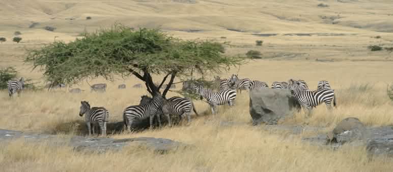 Zebraherden prägen das Massai-Land Zebraherde unter einem Baum, umgeben von gelbem Grasland