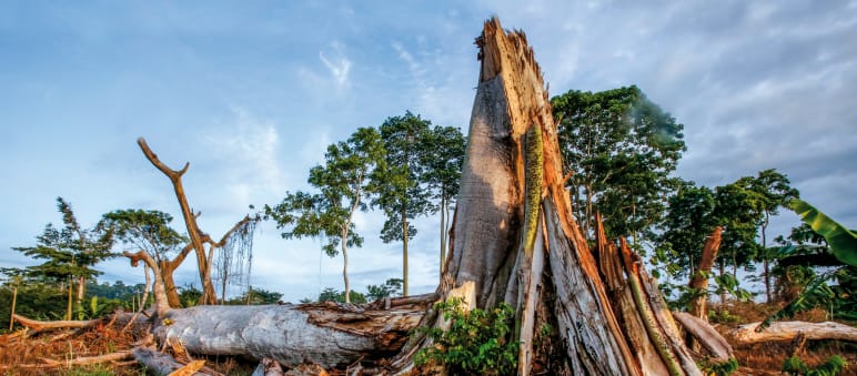 Das Schutzgebiet von Scio ist zu großen Teilen verwüstet worden. Bauern haben den Wald abgeholzt Rodung