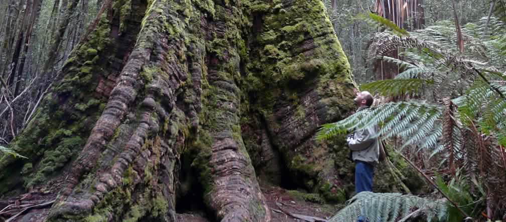 Die höchsten Bäume der Welt wachsen in Tasmanien. Ihr Schutz wird aufgeweicht (Foto: bishib70/Flickr) Urwaldriese Tasmanien