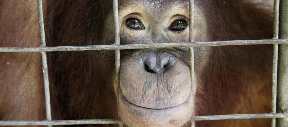 Kein angemessener Ort für unsere nächsten Verwandten im Tierreich: Ein junger Orang-Utan hinter Gittern Orang-Utan guckt aus Käfig heraus