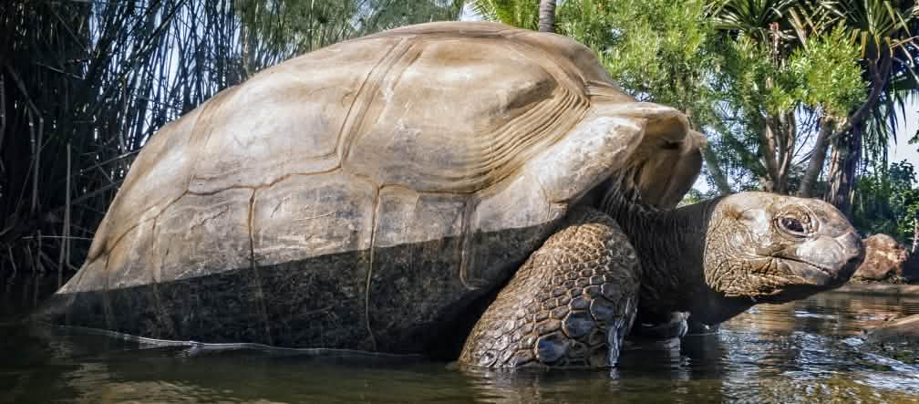 Das Aldabra-Atoll ist einzigartig - auch wegen seiner Riesenschildkröten Aldabra-Riesenschildkröte (Aldabrachelys gigantea)