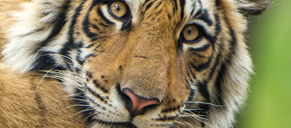 Stolzer Königstiger: Auch die Unesco warnt vor der Zerstörung seines Lebensraumes Bengale Tiger