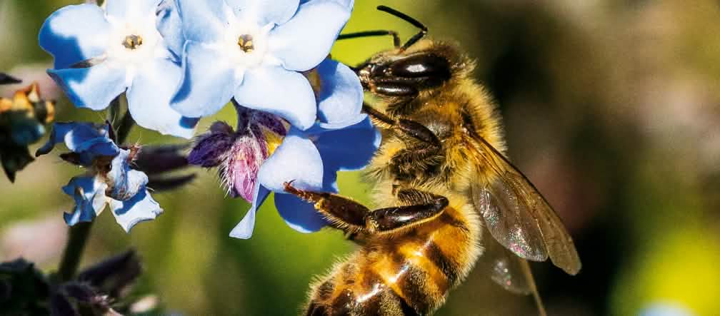 Der Wirkstoff Permethrin gilt als gefährlich für Bienen (Montage aldi-nord.de & Waugsberg (CC BY-SA 2.5) Biene auf Blüte