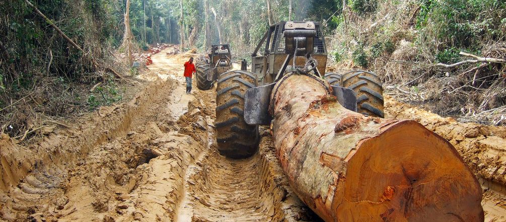 Industrieller Holzeinschlag zerstört die Regenwälder des Kongo Der Stamm eines tropischen Baumriesen wird von einem Forstschlepper aus dem Regenwald in Zentralafrika gezogen