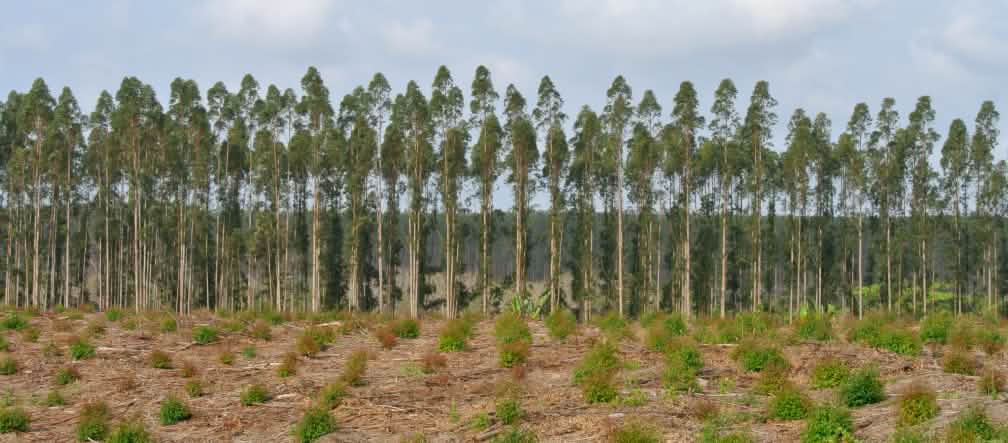 Baumplantage in Südafrika Baumplantage in Südafrika