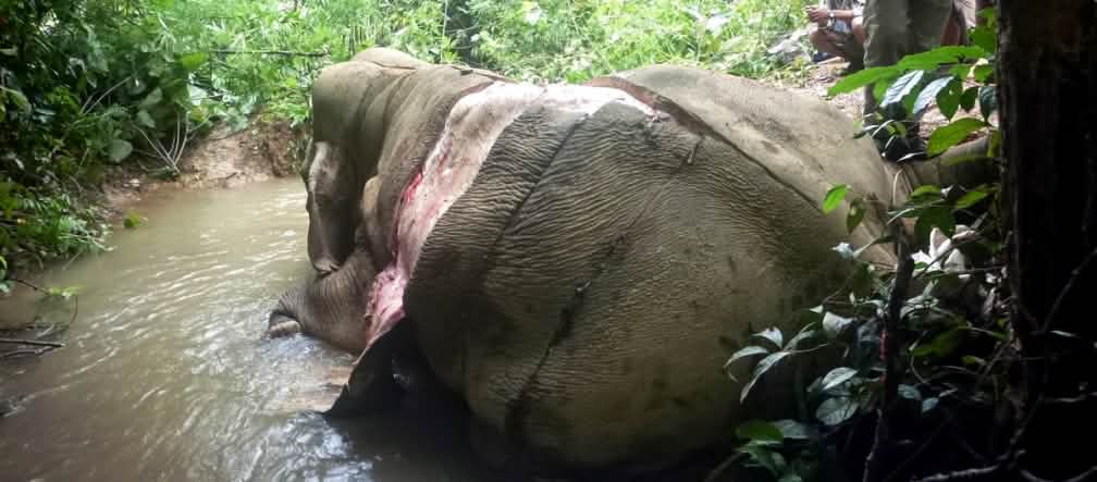 Der Elefant wurde wegen seiner Haut gewildert, die in China als Heilmittel gilt. Gewilderter und gehäuteter Elefant in Myanmar