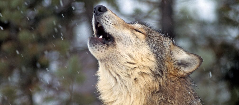 Wölfe sind in Deutschland wieder heimisch Europäischer Wolf