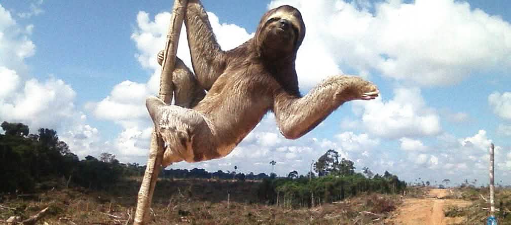 Ohne den Regenwald kann das Faultier nicht leben: Für den Anbau von Ölpalmen gerodete Fläche im Amazonasgebiet von Ucayali, Peru Dreifingerfaultier auf einer abgeholzten Regenwaldfläche in Peru