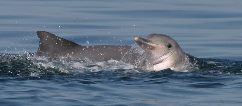 800 Guyana Delfine leben in der Sepetiba-Bucht Guyana Delfin