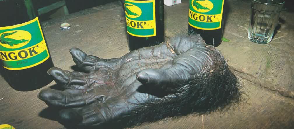 Diese Hand gehörte einem ausgewachsenen Gorilla