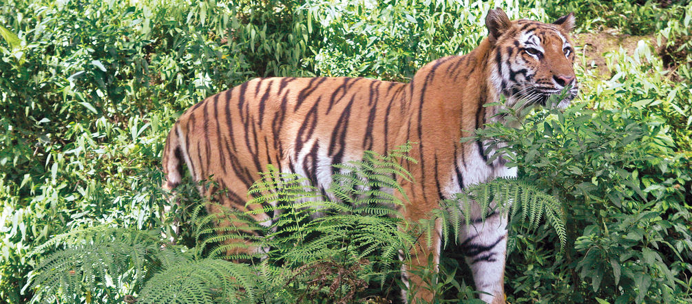 Alarmstufe Systematische Wilderei Im Leuser Okosystem Rettet Den Regenwald E V