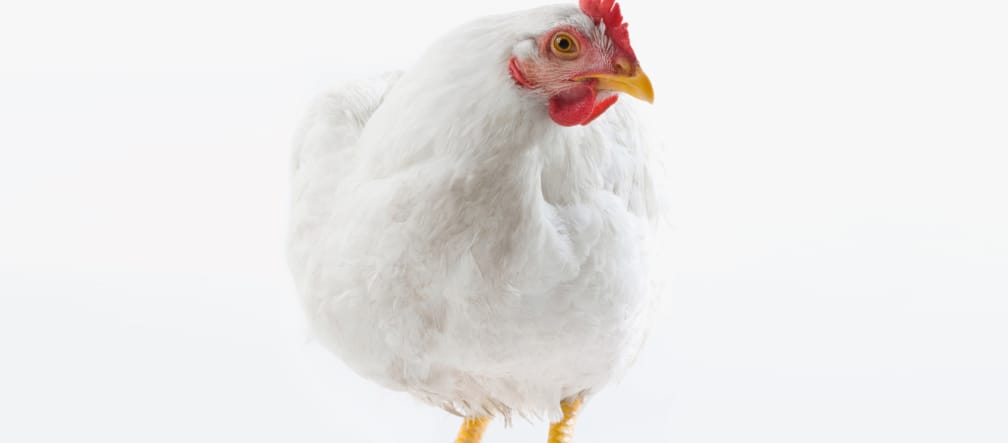 Das Schicksal der Hühner: 47 Tage in Käfigen Huhn Stop Tierfabriken
