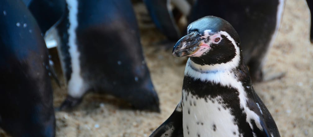 Ein Pinguin schaut in die Kamera. Hinter ihm erkennt man die Rücken seiner Artgenossen