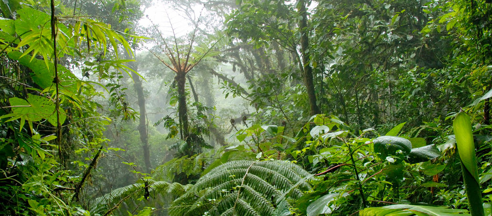 Drogenhandler Zerstoren Regenwalder Rettet Den Regenwald E V