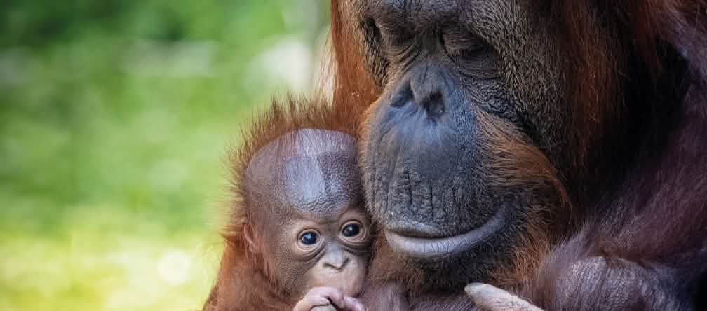 Orang-Utan-Mutter-Kind