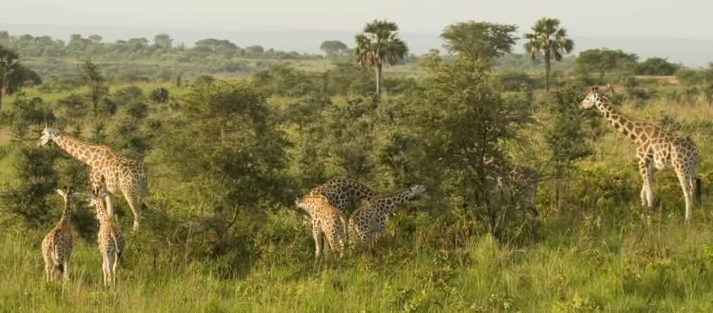 Die Savanne des Nationalparks Murchison Falls bietet einer Vielzahl von Tieren einen Lebensraum Giraffe in Murchison-Falls-Nationalpark, Uganda