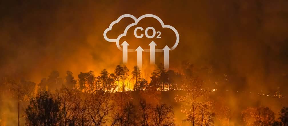 Waldbrände und Brandrodungen tragen zur globalen Klimakrise bei Waldbrände und Brandrodungen tragen zur Erderhitzung bei