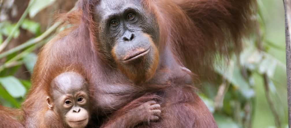 APRIL-Tochterfirmen und Zulieferer expandieren bis in Orang-Utan-Wälder Orang-Utan mit Baby